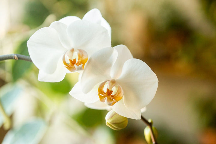 Phalaenopsis Orchid Flower Seeds for Planting – Seasonal Bloomer, Heirloom, Non-GMO Home Garden Seeds