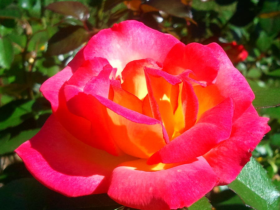 Flower Seeds, Seeds,Seeds For Planting,Plant Seeds