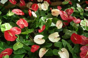 Anthurium Multi-Colour Flower Seeds for Planting – Heirloom, Non-GMO, High Germination Organic Garden Seeds