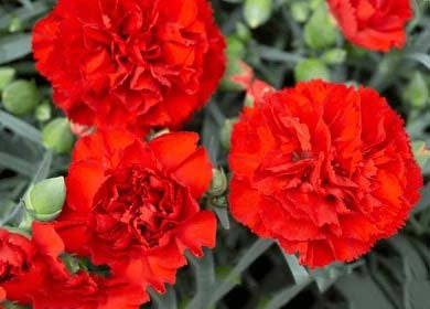 Red Carnations Flower Seeds for Planting – Heirloom, Non-GMO, Hardy Variety, High Germination Seeds