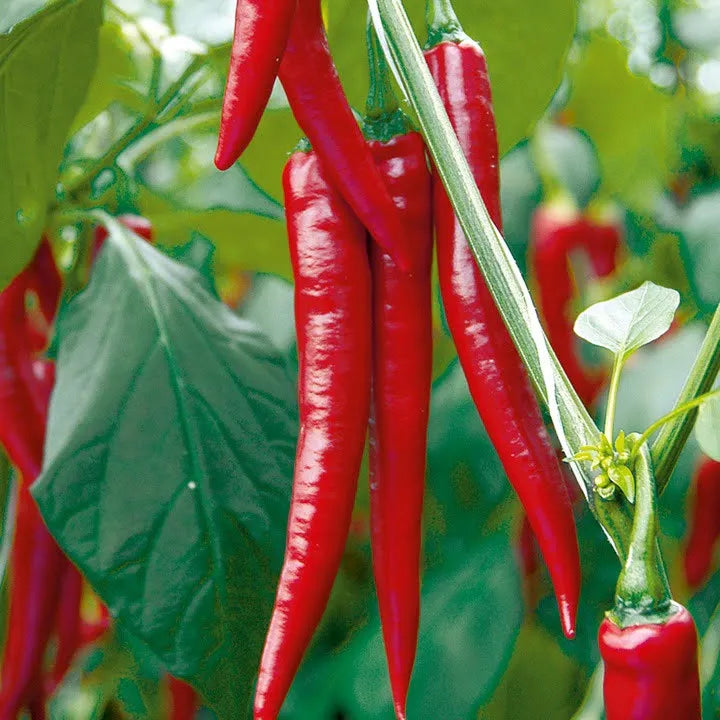 Red Chilli Seeds for Planting – Heirloom Non-GMO Hot Pepper Vegetable Seeds with High Germination for Organic Gardens