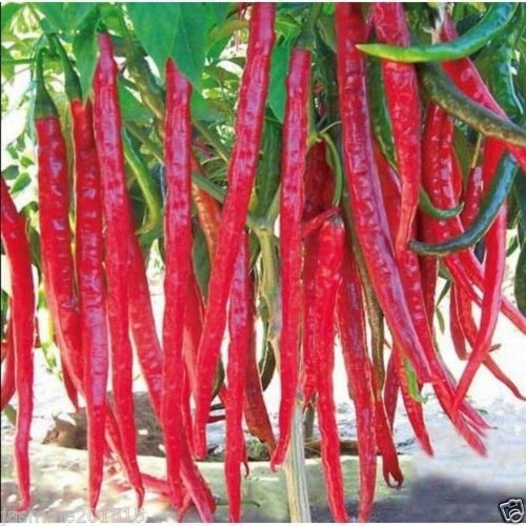 Spicy Hot Pepper Seeds – Heirloom Non-GMO Bold Chili Vegetable Garden Seeds for Planting