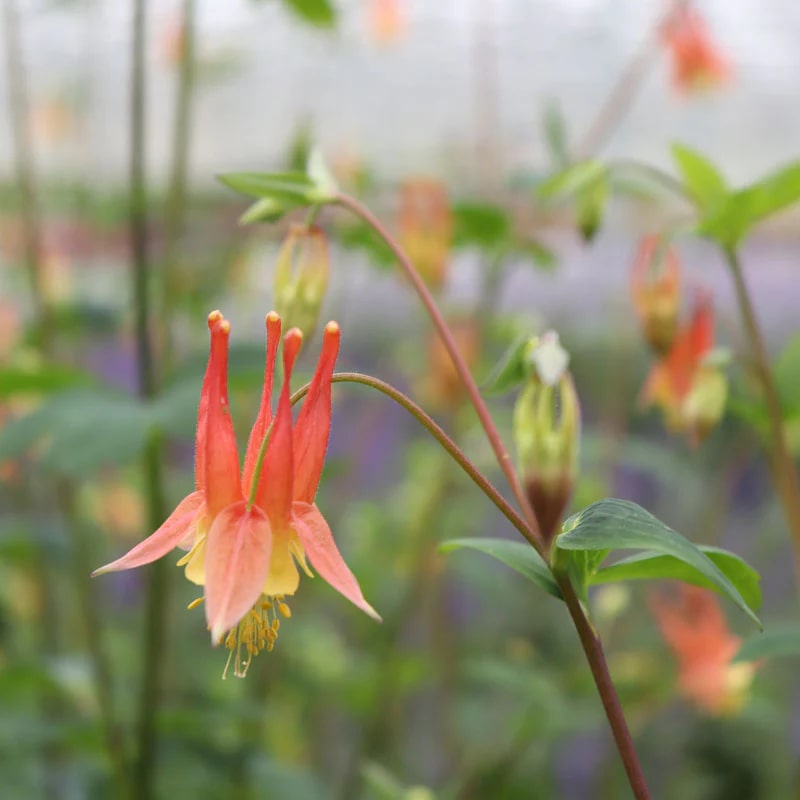 Light Red Aquilegia Flower Seeds for Planting – Heirloom, Non-GMO, High Germination Organic Garden Seeds