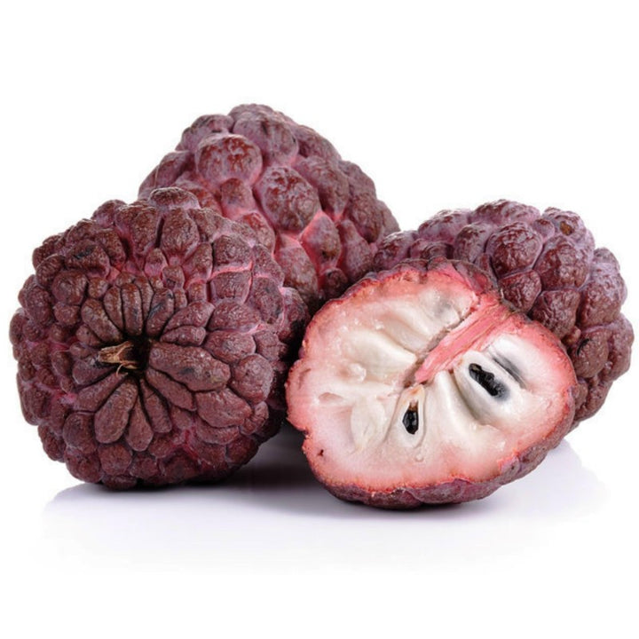 Red Custard Apple seeds for planting - Heirloom & Non-GMO exotic fruit tree garden seeds