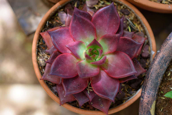 Dark Red Succulent Flower seeds for Planting – Pollinator Friendly, Heirloom, Non-GMO Seeds