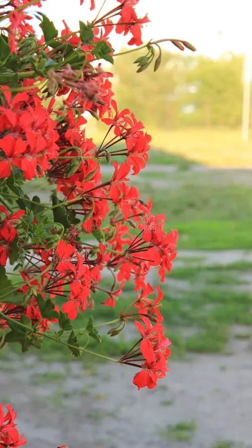 Red Climbing Geranium Flower Seeds for Planting – Heirloom, Non-GMO, High Germination Organic Garden Seeds