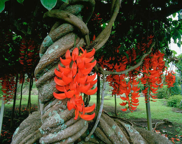 Light Orange Strongylodon Macrobotrys Seeds for Planting – Heirloom Non-GMO High Germination