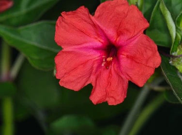 Red Mirabilis Flower Seeds for Planting – Compact Growth, Heirloom &amp; Non-GMO Organic Garden Seeds