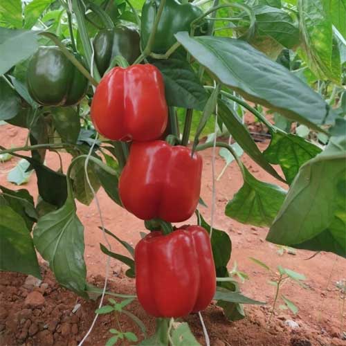 Red Pepper Seeds for Planting – Heirloom & Non-GMO Vegetable Seeds for Sweet and Spicy Harvests