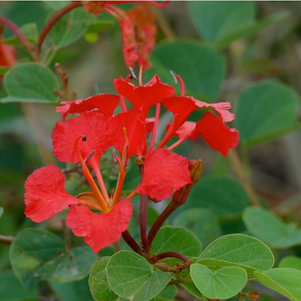 Red Bauhinia Flower Seeds for Planting – Heirloom, Non-GMO, Drought-Tolerant Organic Garden Seeds
