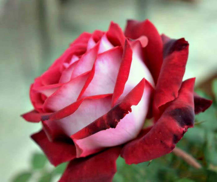 Red Mix Ruby Rose Flower Seeds for Planting - Heirloom, Non-GMO, Organic Garden Seeds, High Germination