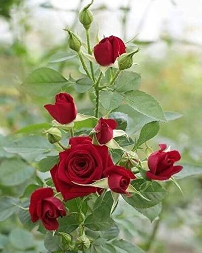 Red Rose Tree Flower Seeds for Planting – Shade Tolerant, Heirloom, Non-GMO, High Germination Organic Garden Seeds