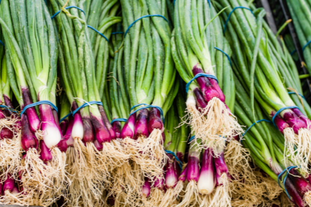 Heirloom Non-GMO Onion Shallots (Scallions) Vegetable Seeds for Planting – High-Yield Seeds