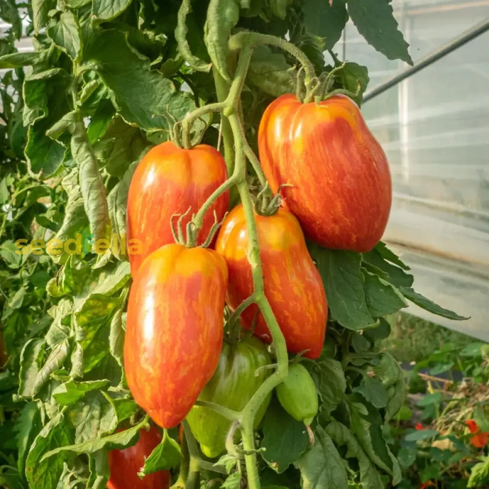 Red Speckle Tomato Seeds – Heirloom Non‑GMO Unique Heirloom Vegetable Seeds for Planting, Organic Garden Seeds