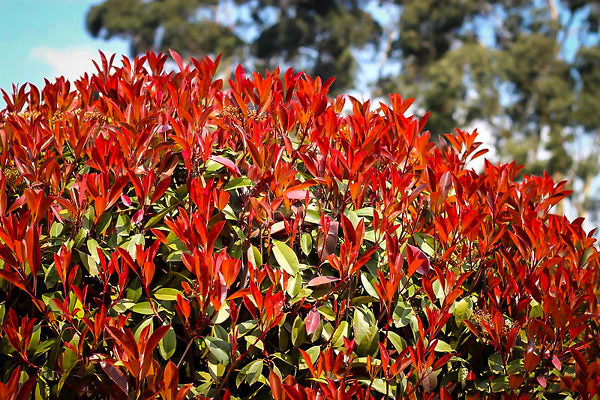Red Tip Photinia Flower Seeds for Planting – Heirloom Non-GMO, High Germination Organic Garden Seeds