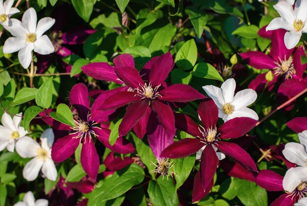 Red White Clematis Flower Seeds for Planting – Bright Blooms, Heirloom & Non-GMO Home Garden Seeds