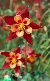 Red Yellow Aquilegia Flower Seeds for Planting – Heirloom Non-GMO, High Germination Organic Garden Seeds