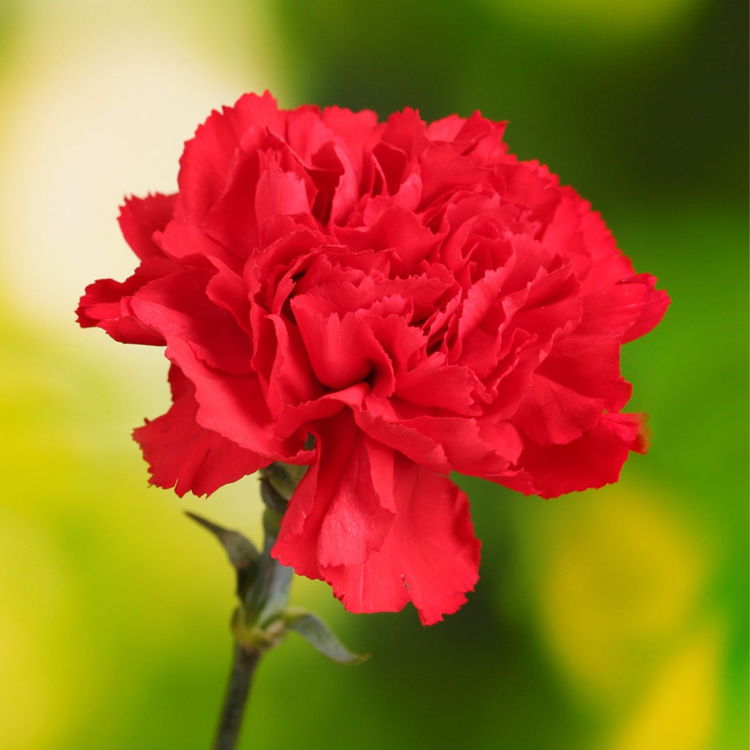Red Carnation Flower Seeds for Planting – Heirloom, Non-GMO, High Germination Organic Garden Seeds