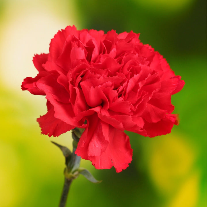 Red Carnation Flower Seeds for Planting – Heirloom, Non-GMO, High Germination Organic Garden Seeds