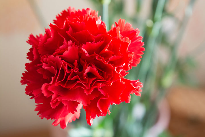 Red Carnation Flower Seeds for Planting – Heirloom, Non-GMO, High Germination Organic Garden Seeds