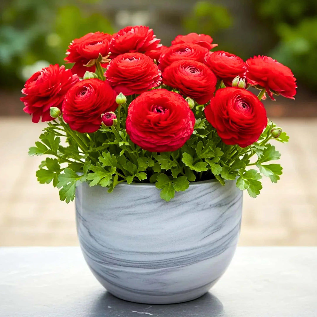 Red Ranunculus Flower Seeds for Planting - Heirloom, Non-GMO, Sun Loving Seeds for Home Garden