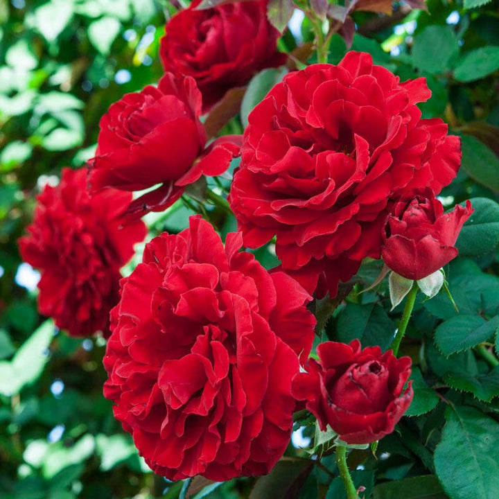 Red Climbing Rose Flower Seeds for Planting – Fragrant Blossoms, Heirloom, Non-GMO, High Germination Organic Garden Seeds