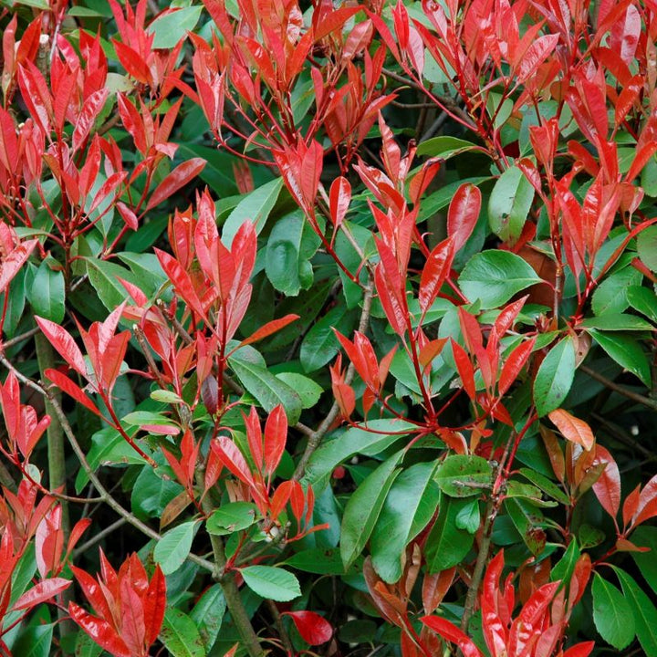 Red Tip Photinia Flower Seeds for Planting – Heirloom Non-GMO, High Germination Organic Garden Seeds
