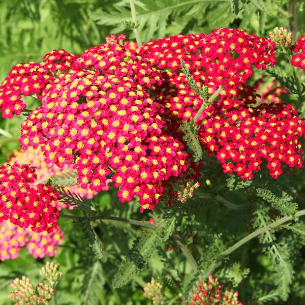 Yarrow Flower Seeds for Planting – Heirloom Non-GMO Wildflower Mix Garden Seeds