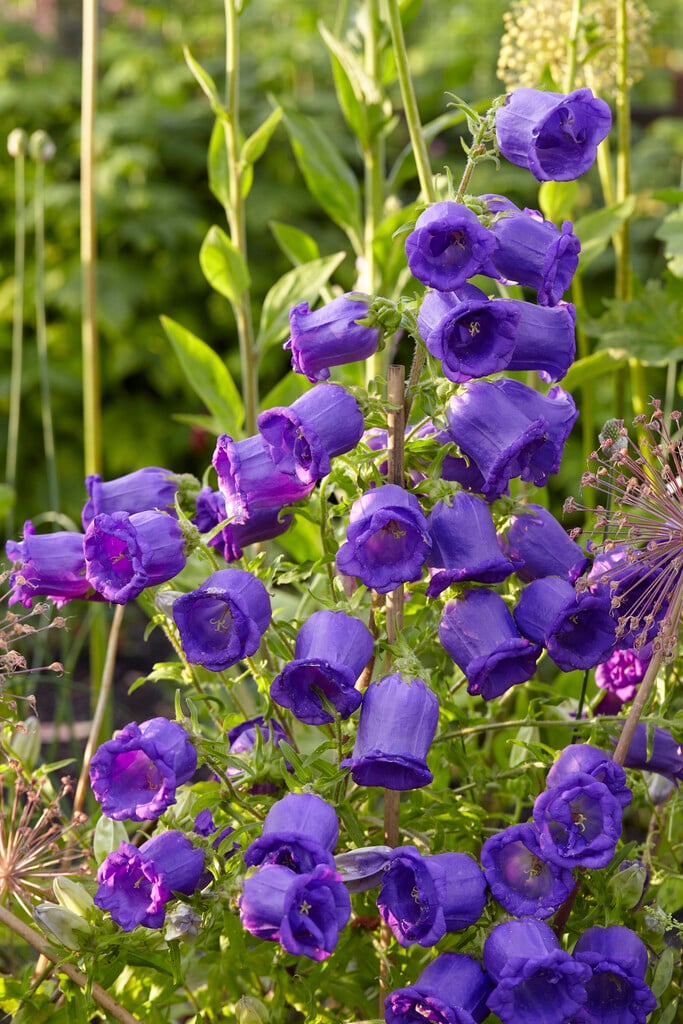 Violet Canterbury Bells Flower Seeds for Planting – Wildflower Mix, Heirloom & GMO Free Seeds for Home Garden