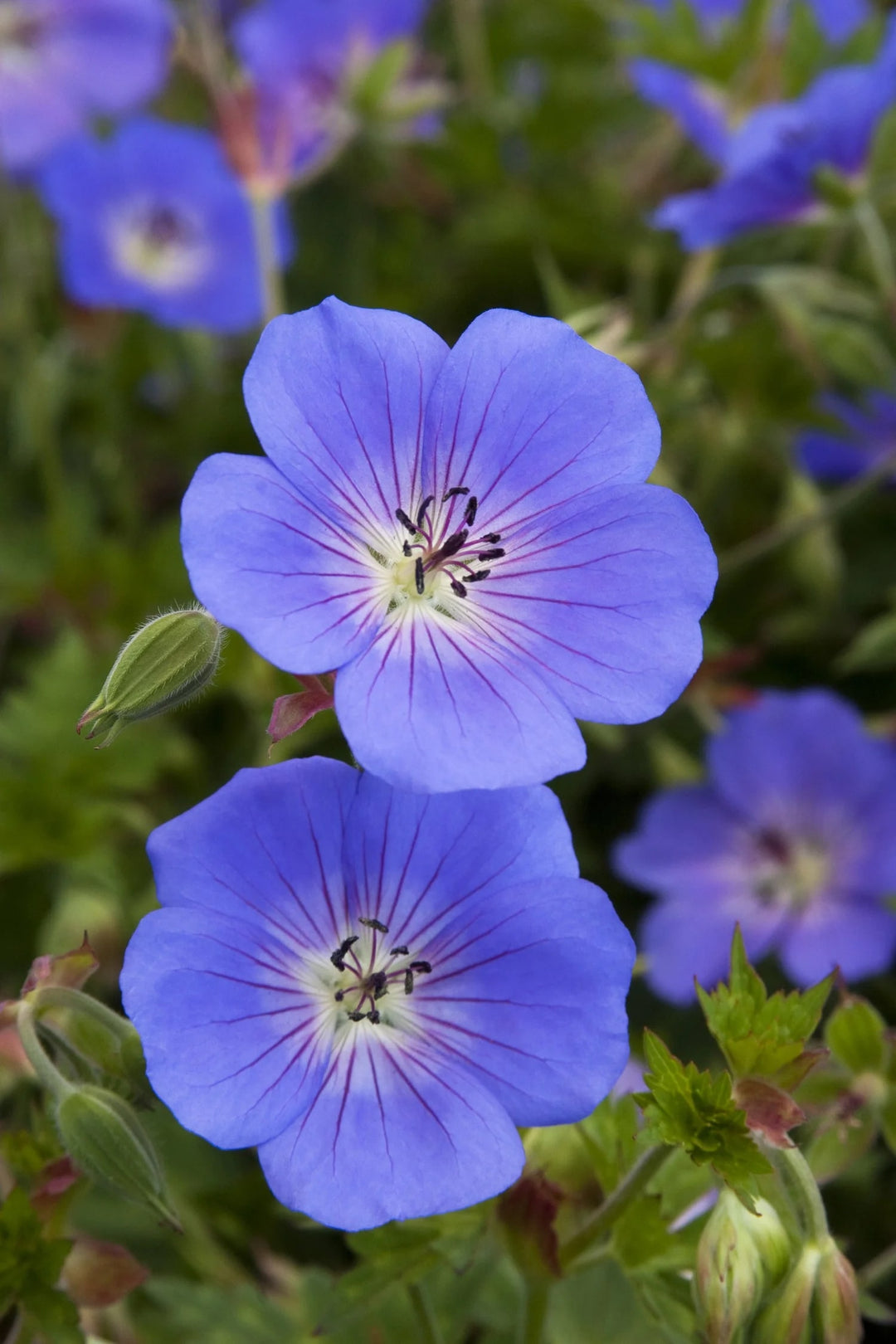 Cranesbill Flower Seeds for Planting | Heirloom Non-GMO High Germination Organic Garden Seeds