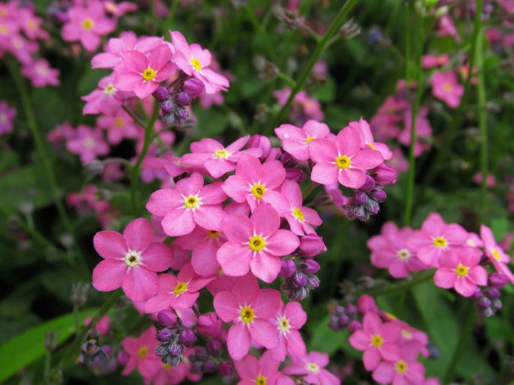 Pink Myosotis Flower Seeds for Planting – Pollinator Friendly Heirloom Non-GMO High Germination Organic Garden Seeds