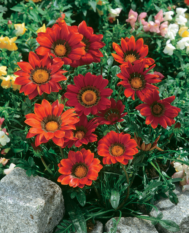 Red Gazania Flower Seeds for Planting – Hardy Variety, Heirloom, Non-GMO, High Germination Organic Garden Seeds