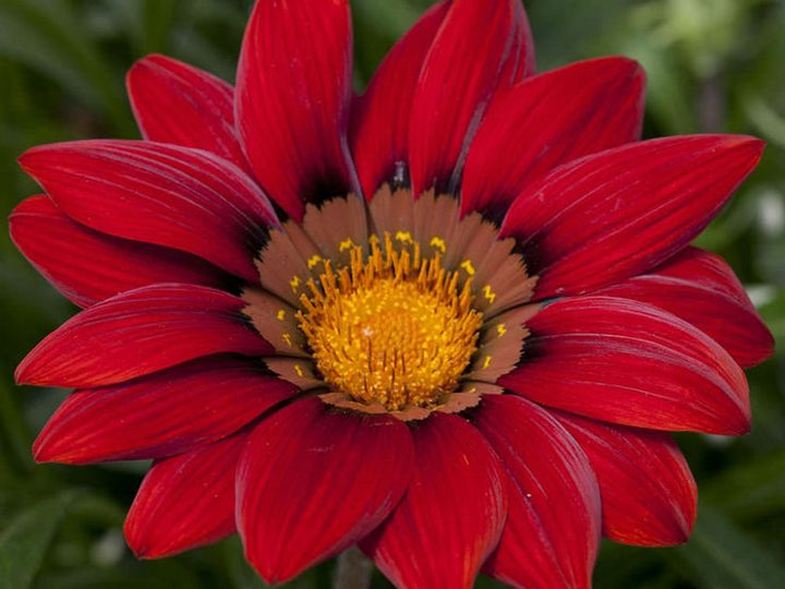 Red Gazania Flower Seeds for Planting – Hardy Variety, Heirloom, Non-GMO, High Germination Organic Garden Seeds