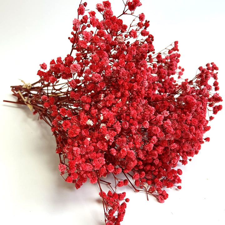 Dark Red Gypsophila Flower Seeds for Planting – Heirloom, Non-GMO, High Germination Organic Garden Seeds