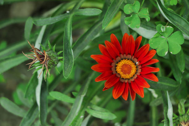 Red Gazania Flower Seeds for Planting – Hardy Variety, Heirloom, Non-GMO, High Germination Organic Garden Seeds