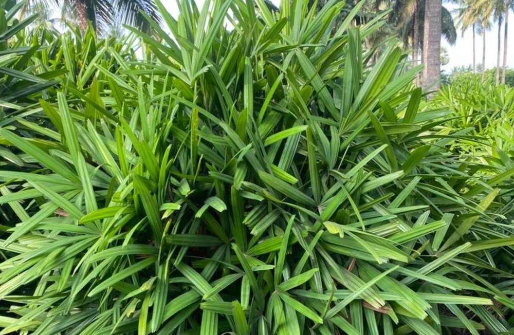 Green Rhapis Herb Seeds for Planting – Heirloom, Non-GMO Top Pick Seeds for Lush Home Gardens