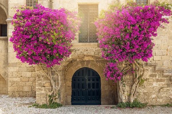 Brick Pink Bougainvillea Flower Seeds for Planting – Long Bloom Season, Heirloom & Non-GMO Seeds for Home Garden