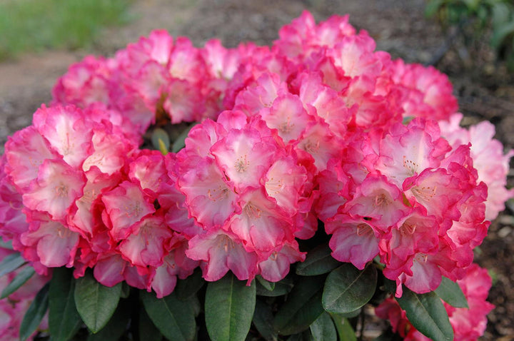 Azalea Pink Rhododendron Flower Seeds for Planting – Heirloom, Non-GMO, Sun Loving, High Germination