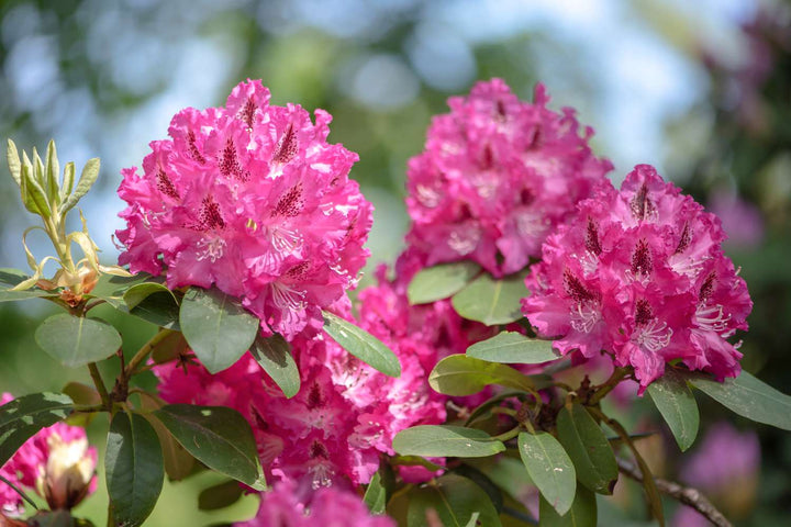 Rhododendron Flower seeds for Planting – Compact Growth, Heirloom, Non-GMO, High Germination Organic Garden Seeds