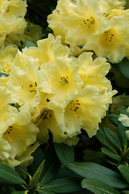 Rhododendron Flower Seeds for Planting Yellow – Shade Tolerant, Heirloom, Non-GMO, High Germination Organic Garden Seeds