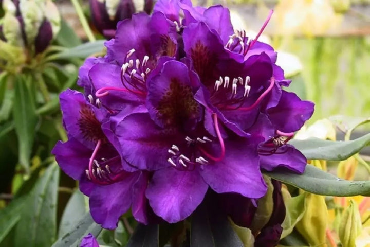 Light Purple Brown Rhododendron Flower Seeds for Planting – Heirloom Non-GMO Organic Garden Seeds