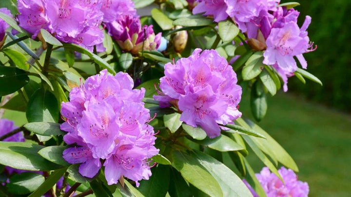 Violet Brown Rhododendron Flower Seeds for Planting – Heirloom, Non-GMO, High Germination Seeds