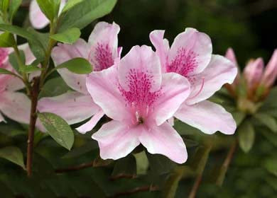 White Pink Rhododendron Flower Seeds for Planting – Heirloom, Non-GMO, Sun Loving, High Germination