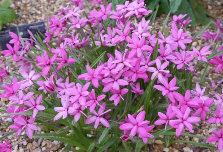 Rhodohypoxis Flower Seeds for Planting – Hardy Variety Heirloom Non-GMO, High Germination Organic Garden Seeds