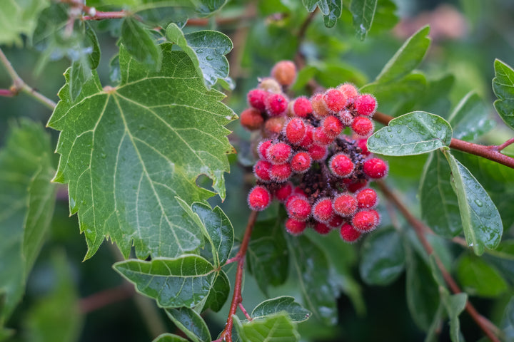 Red Rhus Aromatica Flower Seeds for Planting – Heirloom, Non-GMO, Organic Garden Seeds