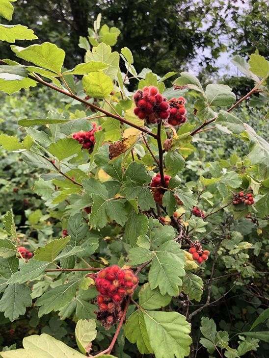 Red Rhus Aromatica Flower Seeds for Planting – Heirloom, Non-GMO, Organic Garden Seeds