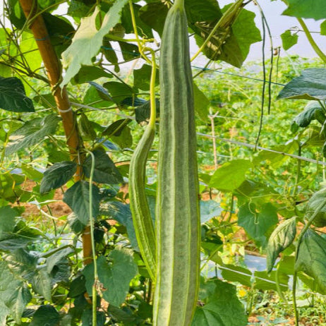 Ridge Gourd Seeds for Planting – Heirloom, Non-GMO, Vigorous Climber for Summer Harvest