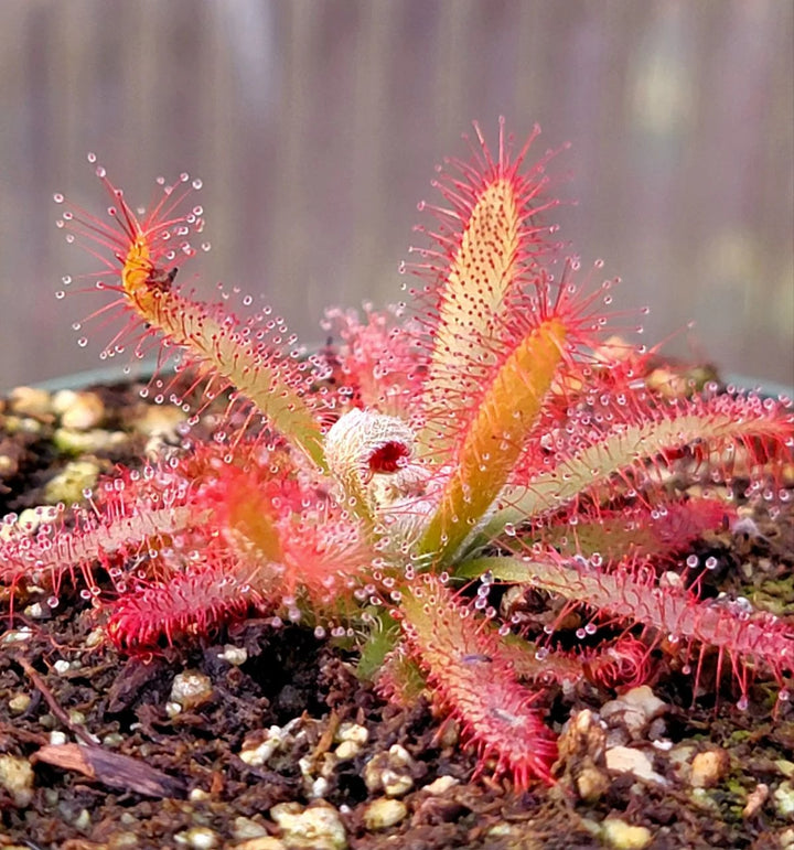 Red Sundew Flower Seeds for Planting – Shade Tolerant, Heirloom, Non-GMO Organic Garden Seeds