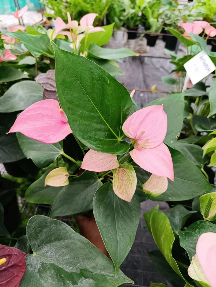 Anthurium Light Pink Flower Seeds for Planting 100 pcs - Sun Loving, Heirloom & GMO Free Seeds for Home Garden