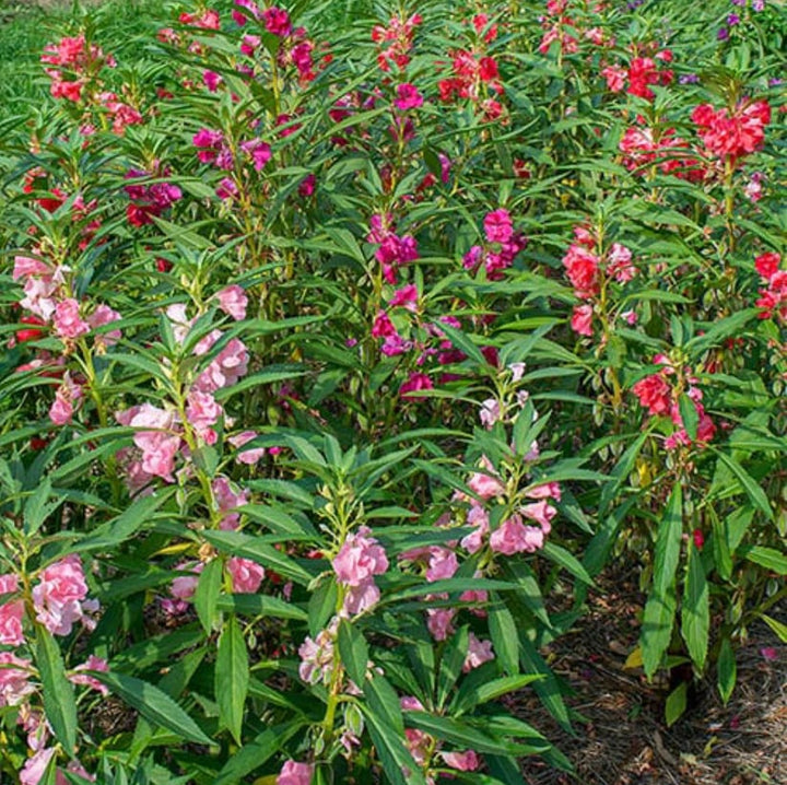 Impatiens Balsamine Flower Seeds for Planting – Heirloom, Non-GMO, High Germination